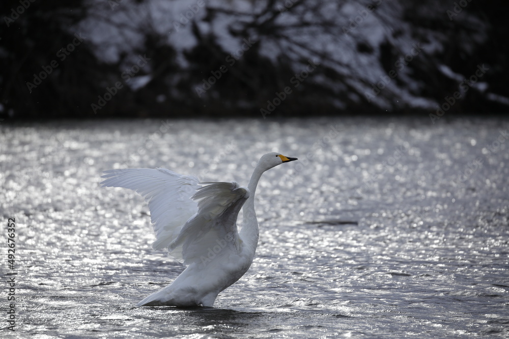 早朝の白鳥(青森県) 早朝の白鳥(青森県)