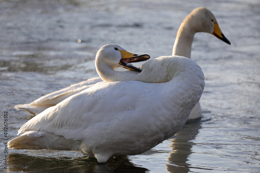 Fototapeta premium 早朝の白鳥(青森県)