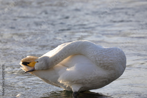 Fototapeta Naklejka Na Ścianę i Meble -  早朝の白鳥（青森県）