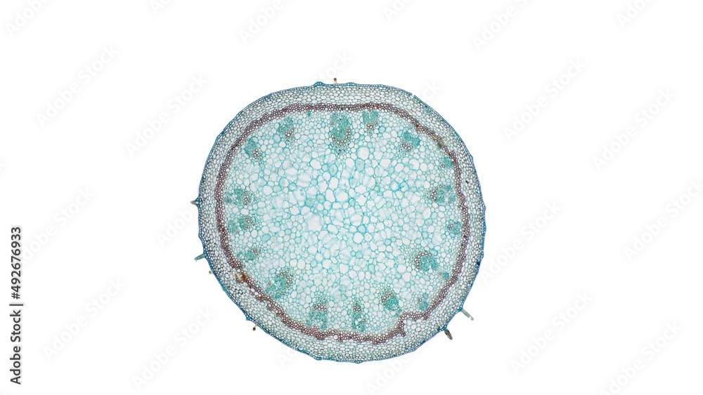 zoom in cross section cut slice of plant stem under the microscope ...