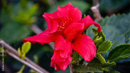 Blooming Red Blossoms Reaching Out