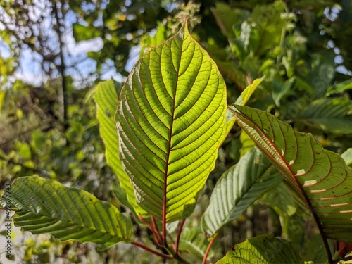 Kratom plants (Mitragyna speciosa) grows wild and fertile in the tropical nature Kalimantan
