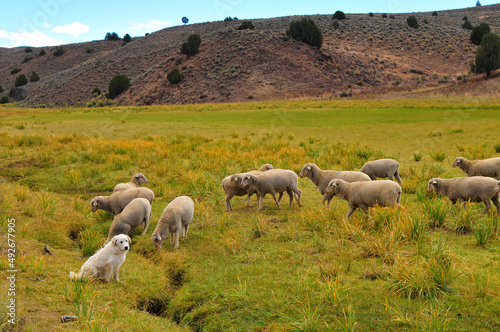 A shepherd dog watching a flock of sheep grazing and drinking water on the hills and green fields on the road to Bodie State Historic Park, California, western USA