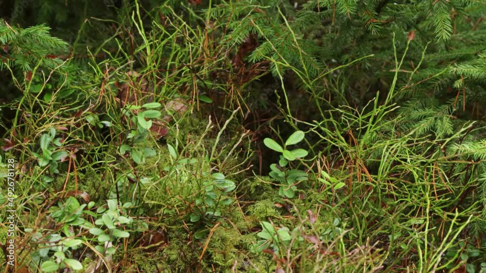 Small Red squirrel searching for food in the shrubs in Estonian boreal forest Small Red squirrel searching for food in the shrubs in Estonian boreal forest