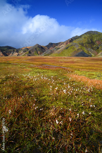 A flower-carpeted, grassy valley cut by a mountain creek and surrounded by colorful rhyolite hills, Landmannalaugar, Fjallabak Nature Reserve, Central Highlands, Iceland
