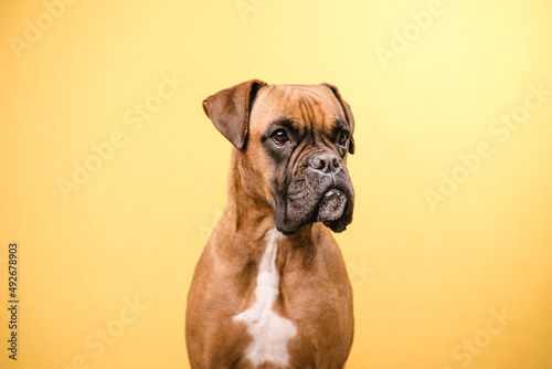 Close up view of a boxer dog looking away while standing over an isolated yellow background. © DMegias