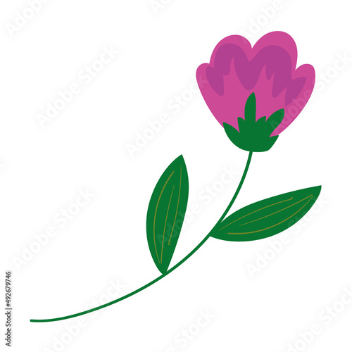 rose flower illustration