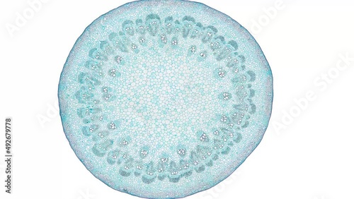 zoom in cross section cut slice of plant stem under the microscope – microscopic view of plant cells for botanic education – high quality animation