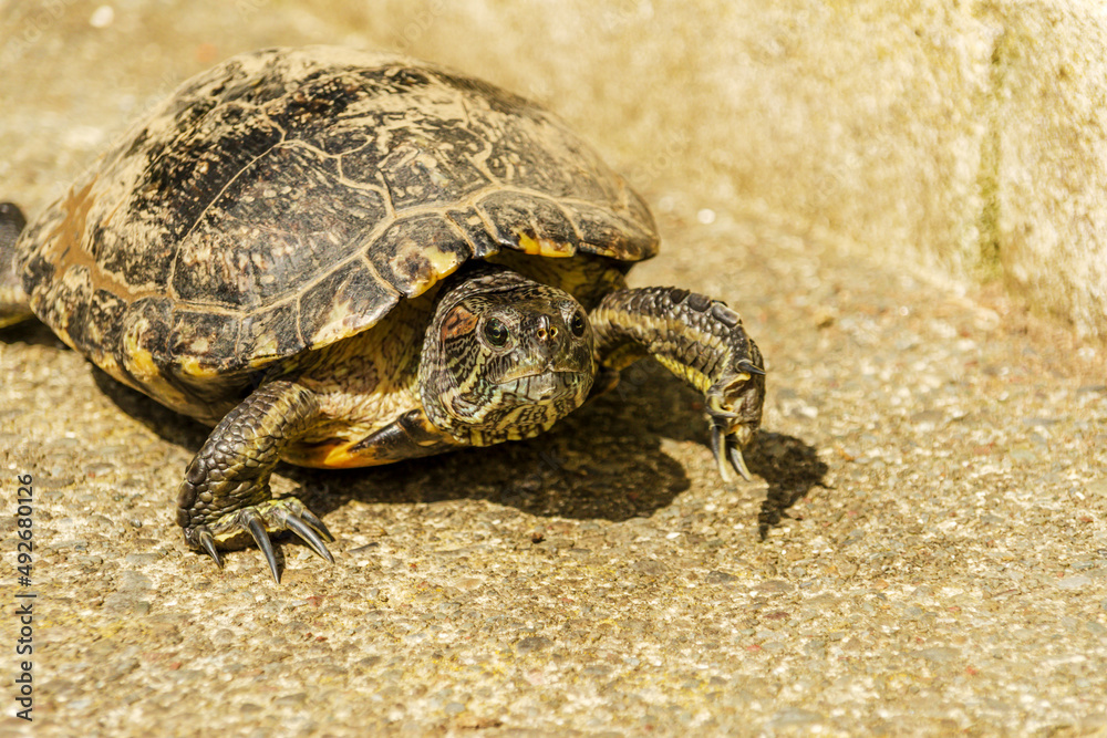 European pond turtle walking on the floor European pond turtle walking on the floor