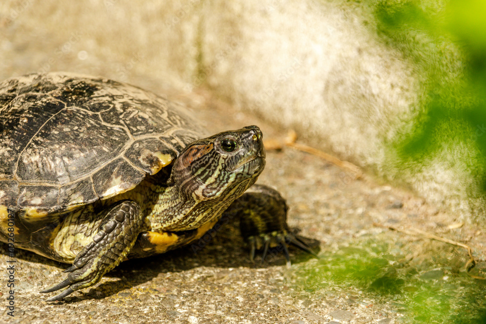European pond turtle walking on the floor European pond turtle walking on the floor