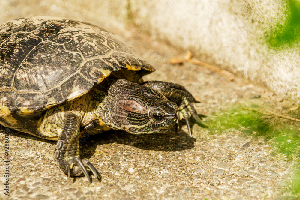 European pond turtle walking on the floor European pond turtle walking on the floor