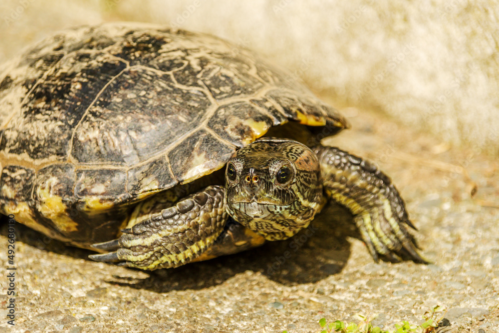 European pond turtle walking on the floor European pond turtle walking on the floor