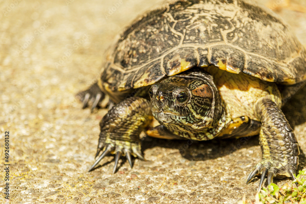 Obraz premium European pond turtle walking on the floor