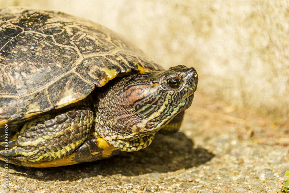 Fototapeta premium European pond turtle walking on the floor