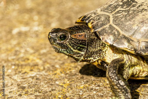 European pond turtle walking on the floor