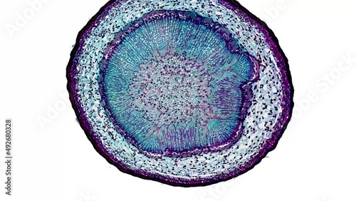 zoom in cross section cut slice of plant stem under the microscope – microscopic view of plant cells for botanic education – high quality animation