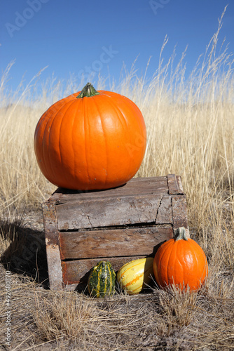 Fall pumpkin still life