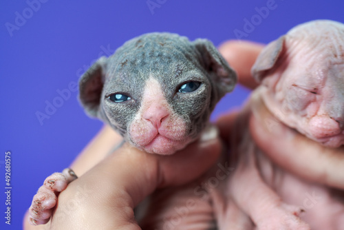 Purebred newborn kittens in woman's hand on blue background. Nice kitten of color black and white looking at camera, sphynx kat of color blue and white sleeps. Extreme closeup. photo