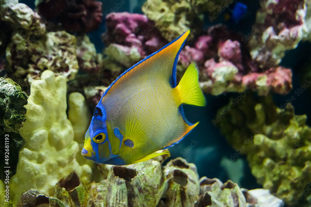 Fototapeta premium adult queen angelfish close up swimming in an aquarium
