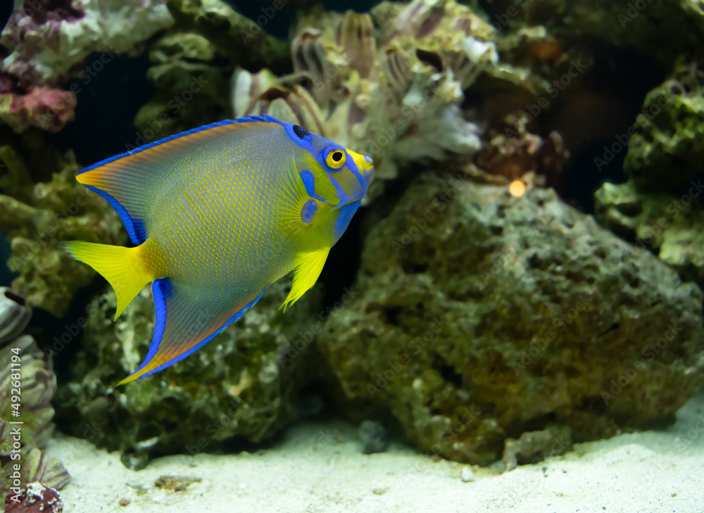 adult queen angelfish close up swimming in an aquarium adult queen angelfish close up swimming in an aquarium