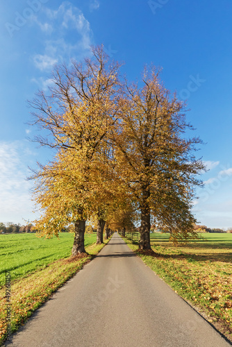 Lindenallee mit blauem Himmel bei Bargfeld-Stegen in Schleswig-Holstein im Herbst. Winterlinde (Tilia cordata).