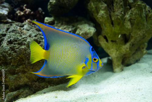 adult queen angelfish close up swimming in an aquarium