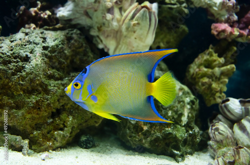 adult queen angelfish close up swimming in an aquarium