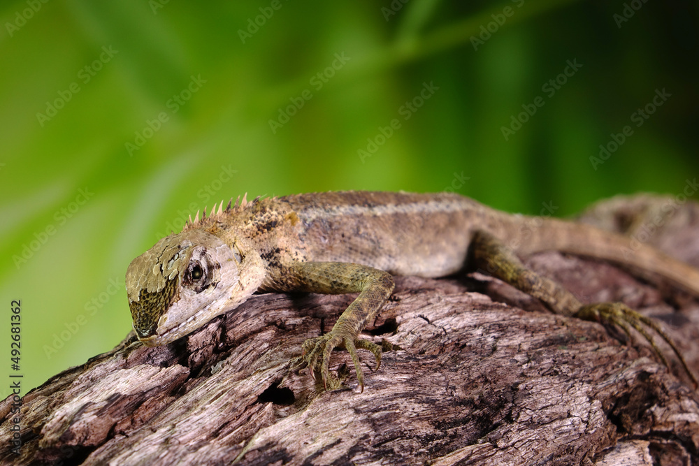 Common garden lizard molting on the tree in summer season. Lizard shedding skin. Selective focus with copy space Common garden lizard molting on the tree in summer season. Lizard shedding skin. Selective focus with copy space