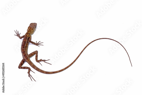 Fototapeta lizard isolated on white