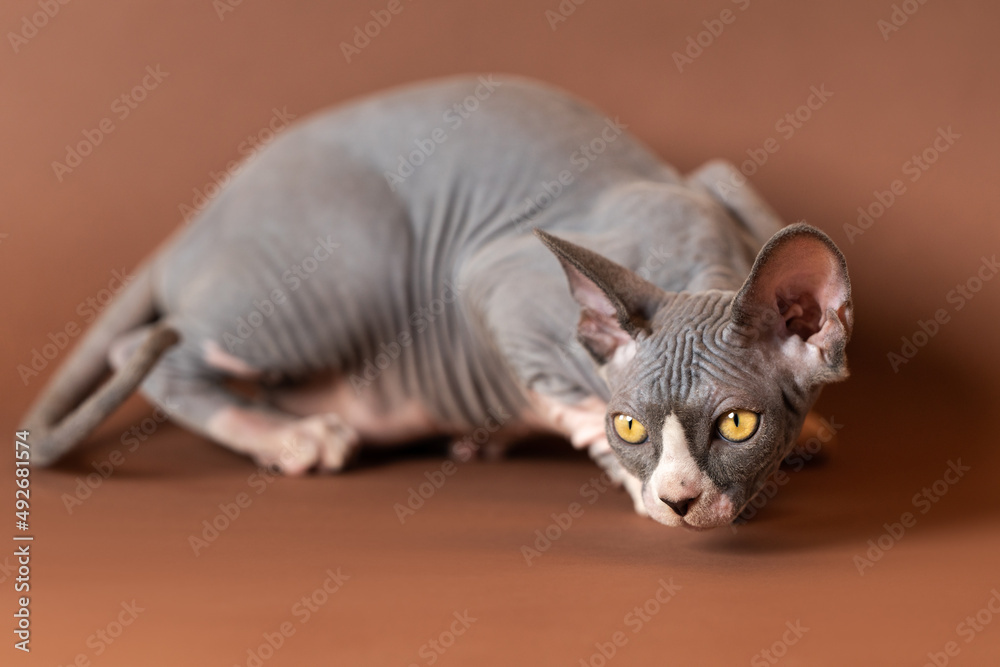 Luxury Sphynx Hairless cat of blue and white color lying down in fighting pose, looking for prey. Age of male kitten is four months. Brown background. Side view, focus on foreground. Studio shot.