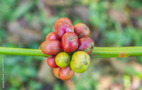 Ripe red coffee beans beli background