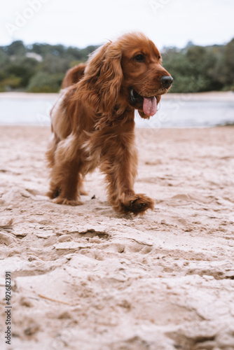 Cute dog on the beach cocker spaniel