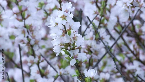 Wallpaper Mural 
Branch with beautiful white Spring Flowers Prunus tomentosa (Nanking Cherry) on tree or shrub. Nature in Springtime, flowering fuji cherry background. Botanical bloom concept. Blooming backdrop Torontodigital.ca