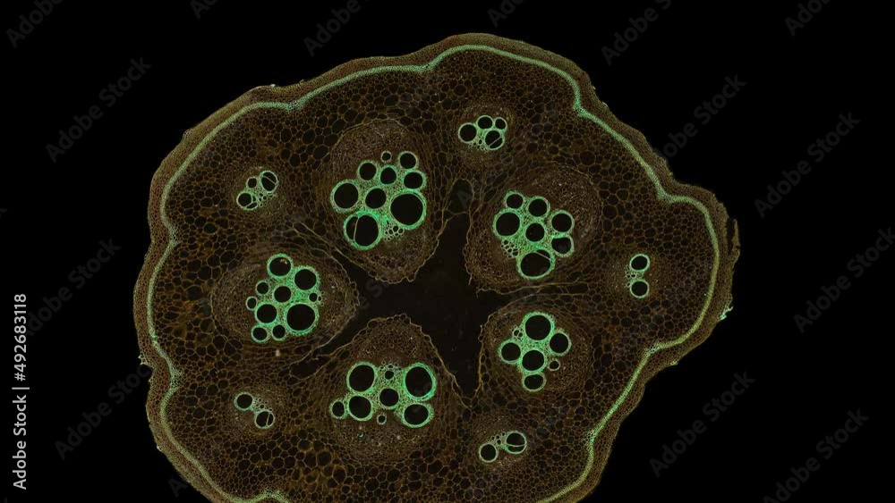 zoom in cross section cut slice of plant stem under the microscope ...