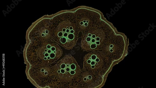 zoom in cross section cut slice of plant stem under the microscope – microscopic view of plant cells for botanic education – high quality animation