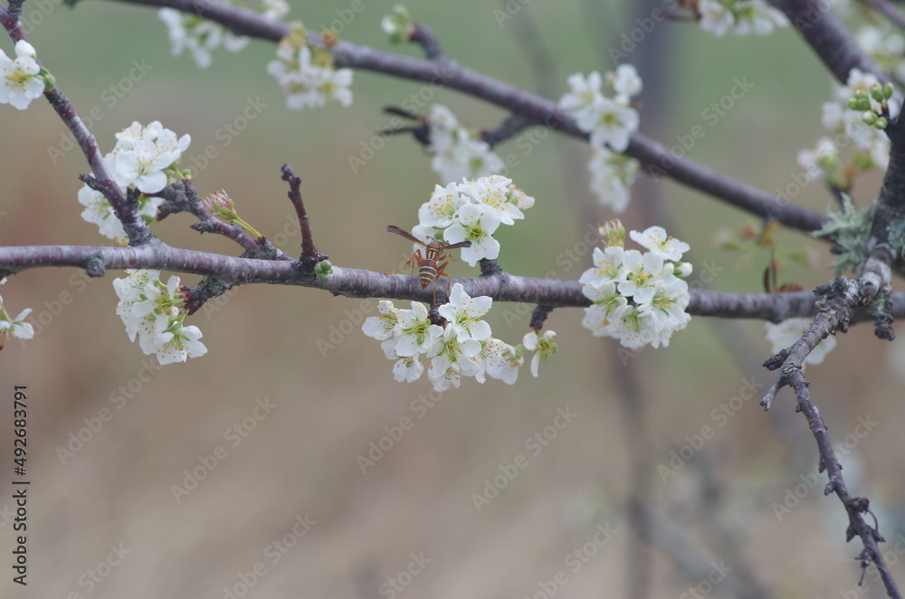 Red wasp pollinating a plum tree Red wasp pollinating a plum tree