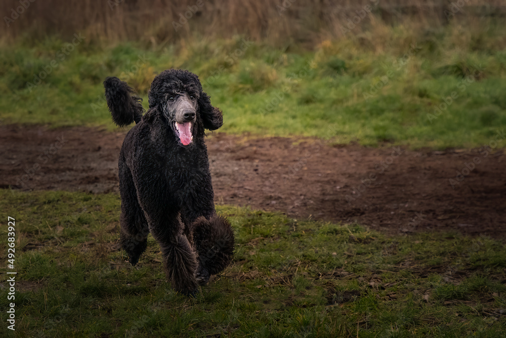 2022-03-14 A BLACK STANDARD POODLE RUNNING WITH ITS MOUTH OPEN IN A OPEN OFF LEASH AREA AT MARYMOOR PARK IN REDMOND WASHINGTON 2022-03-14 A BLACK STANDARD POODLE RUNNING WITH ITS MOUTH OPEN IN A OPEN OFF LEASH AREA AT MARYMOOR PARK IN REDMOND WASHINGTON