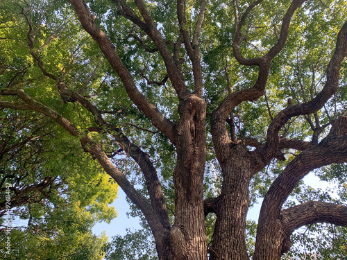 公園、大木、背景にビル