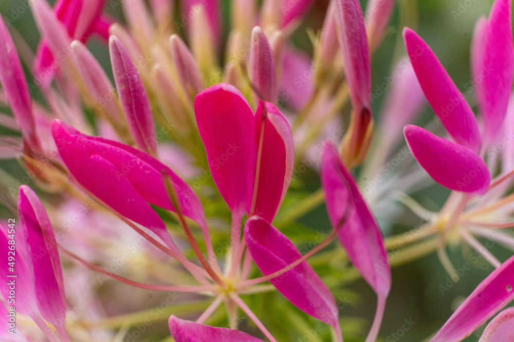 Summer flowers are blooming in the garden. flowers of different colors Summer flowers are blooming in the garden. flowers of different colors