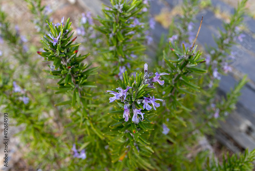 Rosemary or salvia rosmarinus branches with leaves and flowers photo