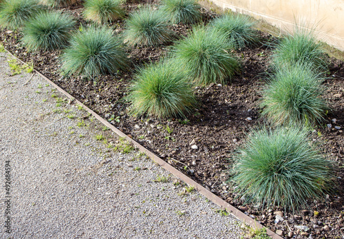 Festuca glauca or blue fescue plants on the flowerbed
