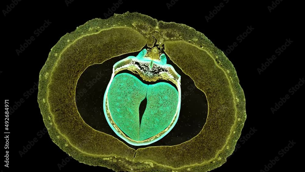 zoom in cross section cut slice of plant stem under the microscope ...