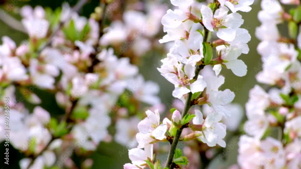 Branch with beautiful white Spring Flowers Prunus tomentosa (Nanking Cherry) on tree or shrub. Nature in Springtime, flowering fuji cherry background. Botanical bloom concept. Blooming backdrop
Branch with beautiful white Spring Flowers Prunus tomentosa (Nanking Cherry) on tree or shrub. Nature in Springtime, flowering fuji cherry background. Botanical bloom concept. Blooming backdrop