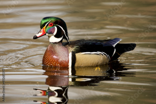 Beautiful Wood Duck photo