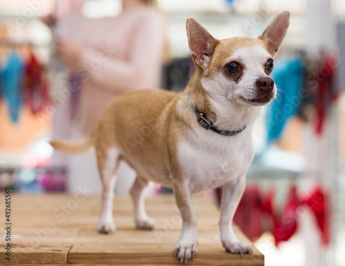 Little cute puppy chihuahua sitting in pet shop and waiting for its owners