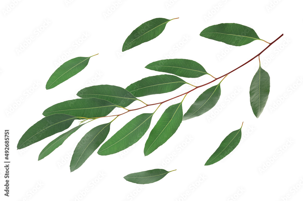 Eucalyptus leaves isolated on white