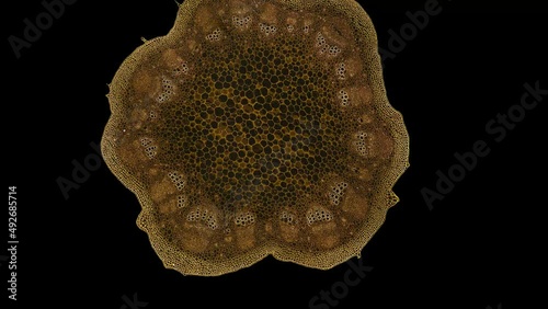 zoom in cross section cut slice of plant stem under the microscope – microscopic view of plant cells for botanic education – high quality animation