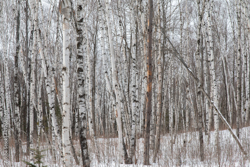 Birch forest winter