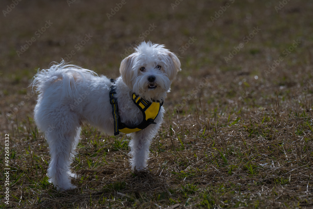 2022-03-12 A SMALL WHITE DOG WITH A YELLOW HARNESS WITH THREE LEGS AND A BLURRY BACKGROUND AT THE OFF LEASH DOG AREA OF MARYMOR PARK IN REDMOND WASHINGTON.