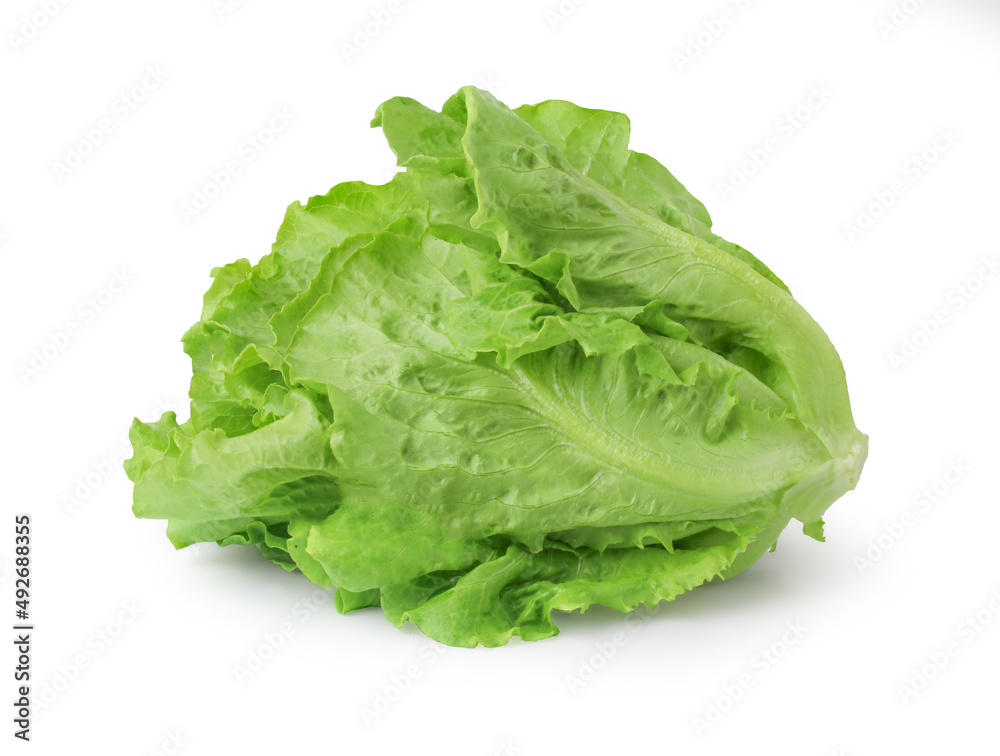 fresh green lettuce salad leaves isolated on white background, clipping path, full depth of field fresh green lettuce salad leaves isolated on white background, clipping path, full depth of field